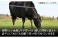 ステーキ 人気 和牛  長崎和牛 希少 柔らかい やわらかい 贈り物 ギフト  