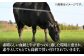 ステーキ 人気 和牛  長崎和牛 希少 柔らかい やわらかい 贈り物 ギフト  