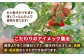 トマト とまと 甘い リピート 野菜 壱岐産 ミディトマト 朝食 常備品