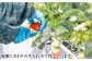  まとめ買い 人気 便利  贈り物 ギフト 食材  イチゴ 苺 フルーツ 果物
