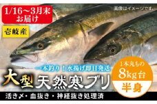 【1/16～3月末お届け】天然 寒ブリ（一本丸ものサイズ8キロ台 半身ブロック）《壱岐市》【壱岐島 玄海屋】 [JBS098] 62000 62000円 