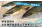 寒ブリ 寒ぶり 寒鰤 天然 おすすめ オススメ おいしい 美味しい