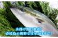 寒ブリ 寒ぶり 寒鰤 天然 おすすめ オススメ おいしい 美味しい