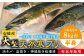 寒ブリ 寒ぶり 寒鰤 天然 おすすめ オススメ おいしい 美味しい