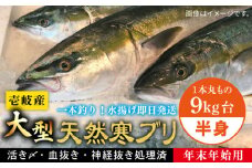 【11/1～1/15お届け 年末年始用】壱岐島産天然寒ブリ（一本丸ものサイズ9キロ台 半身ブロック）《壱岐市》【壱岐島 玄海屋】 [JBS104] 143000 143000円 