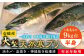寒ブリ 寒ぶり 寒鰤 天然 おすすめ オススメ おいしい 美味しい