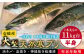 寒ブリ 寒ぶり 寒鰤 天然 おすすめ オススメ おいしい 美味しい