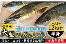 【11/1～1/15お届け 年末年始用】壱岐島産天然寒ブリ（一本丸ものサイズ12キロ台 半身ブロック）《壱岐市》【壱岐島 玄海屋】 [JBS107] 222000 222000円 