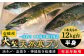 寒ブリ 寒ぶり 寒鰤 天然 おすすめ オススメ おいしい 美味しい