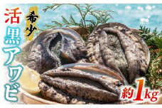活アワビ 約1kg（黒アワビ）《壱岐市》【丸和水産】[JCJ006] 鮑 アワビ あわび 黒鮑 黒アワビ 黒あわび 貝 魚貝 海鮮 刺身 刺し身 お刺身 BBQ 51000 51000円 