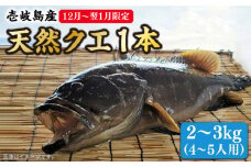 【先行予約】【12月〜翌1月限定】 天然 クエ 丸もの 1本 2〜3kg（鍋・刺身4〜5人用）【2025年12月以降発送】《壱岐市》【丸和水産】 [JCJ023] クエ くえ 冷蔵 直送 海鮮 鮮魚 刺身 刺し身 お刺身 クエ鍋 くえ鍋 1本 1匹 高級魚 82000 82000円 
