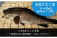 人気 うに ウニ 雲丹  新鮮 海鮮 特産品 贈り物 ギフト   魚介 ごはんの
