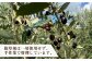  オリーブ オリーブオイル  ギフト プチギフト 保湿 ハンドクリーム 美容