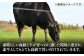 ステーキ 人気 和牛  長崎和牛 希少 柔らかい やわらかい 贈り物 ギフト  