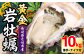 岩ガキ かき 牡蠣 貝 セット バーベキュー BBQ 海鮮 魚介 海の幸 セット