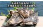 岩ガキ かき 牡蠣 貝 セット バーベキュー BBQ 海鮮 魚介 海の幸 セット
