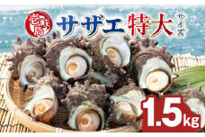 壱岐島 サザエ（特大） 合計約1.5kg 《壱岐市》【マルショウ水産】[JBB006] 17000 17000円 お刺身 冷蔵配送 産地直送 サザエ さざえ 栄螺 つぼ焼き 冷蔵 生 刺身 BBQ