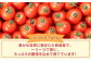 トマト とまと あまい 甘い 新鮮 野菜 おいしい 美味しい 絶品 生鮮