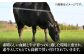 ステーキ 人気 和牛  長崎和牛 希少 柔らかい やわらかい 贈り物 ギフト  