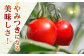 トマト とまと 甘い リピート 野菜 壱岐産 ミディトマト 朝食 常備品 高糖度