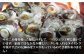 人気 新鮮 海鮮 特産品 贈り物 ギフト   魚介 ごはんのお供 朝食 昼食 夕