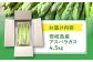 野菜 アスパラ 新鮮 美味しい おいしい 食べ応え