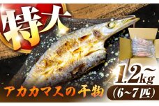 特大アカカマスの開き 干物 1.2kg以上 6〜7匹 [JAQ026]
