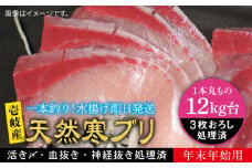 【12キロ台】 【11/1〜1/15お届け 年末年始用】天然 寒ブリ（3枚おろし） 《壱岐市》【壱岐島　玄海屋】[JBS117]  ぶり 寒ぶり ブリ 魚 刺身 しゃぶしゃぶ