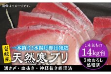 【14キロ台】 壱岐島産 天然寒ブリ（3枚おろし） 《壱岐市》【壱岐島　玄海屋】[JBS113]  ぶり 寒ぶり ブリ 魚 刺身 しゃぶしゃぶ ぶりしゃぶ 天然
