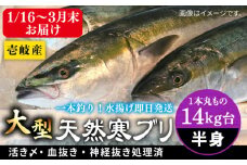 【14キロ台】 【1月16日〜3月末お届け】壱岐島産天然寒ブリ（一本丸ものサイズの半身ブロック） 《壱岐市》【壱岐島　玄海屋】[JBS121]  ぶり 寒ぶり ブリ 魚 刺身 しゃぶしゃぶ 
