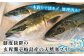 人気  おすすめ オススメ 天然ぶり 天然ブリ 天然鰤 しゃぶしゃぶ ぶりしゃぶ
