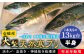 人気  おすすめ オススメ 天然ぶり 天然ブリ 天然鰤 しゃぶしゃぶ ぶりしゃぶ