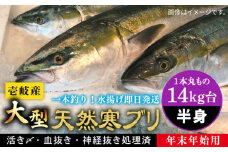【14キロ台】 【11/1〜1/15お届け 年末年始用】天然 寒ブリ（一本丸ものサイズの半身ブロック） 《壱岐市》【壱岐島　玄海屋】[JBS123]  ぶり 寒ぶり ブリ 魚 刺身 しゃぶしゃぶ