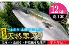 【12キロ台】 【11/1〜1/15お届け 年末年始用】天然 寒ブリ（丸もの ） 《壱岐市》【壱岐島　玄海屋】[JBS114]  ぶり 寒ぶり ブリ 魚 刺身 しゃぶしゃぶ 