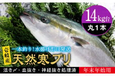 【14キロ台】 【11/1〜1/15お届け 年末年始用】天然 寒ブリ（丸もの ） 《壱岐市》【壱岐島　玄海屋】[JBS116]  ぶり 寒ぶり ブリ 魚 刺身 しゃぶしゃぶ 