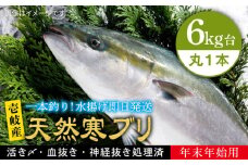 【6キロ台】 【11/1〜1/15お届け 年末年始用】天然 寒ブリ（丸もの ） 《壱岐市》【壱岐島　玄海屋】[JBS126]  ぶり 寒ぶり ブリ 魚 刺身 しゃぶしゃぶ 