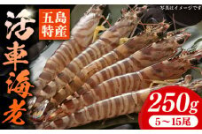 新鮮 五島特産 活車海老 (養殖) 250g (5~15尾) 国産 五島市/拓水 五島事業場【PCU003】