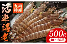 新鮮 五島特産 活車海老 (養殖) 500g (10~25尾) 国産 五島市/拓水 五島事業場【PCU002】