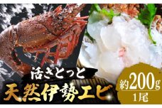 活きとっと 天然 伊勢海老 200g 1尾 刺身 エビ えび 伊勢えび 五島市/五島FF [PBJ004]