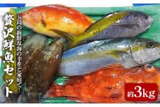 贅沢鮮魚セット 3kg（エラ・内臓処理済） 冷蔵 鮮魚 魚介 刺身 五島市 / 五島FF [PBJ006]