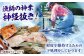 魚　刺身　朝獲れ　定置網　五島　下処理済み　フィレ　フィーレ　切身　三枚おろし　セット　鮮魚　さかな　サカナ
