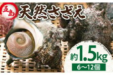 【2025年1月先行予約】五島の天然さざえ 約1.5kg 五島市 / 五島FF [PBJ008] サザエ 栄螺 貝 海鮮 BBQ 壺焼き 刺身 冷蔵