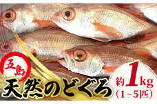 天然のどくろ（エラ・内臓処理済）アカムツ 鮮魚 魚介 刺身 五島市 / 五島FF [PBJ005]