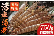 新鮮 五島特産 活車海老 (養殖) 750g (15~30尾) 国産 五島市/拓水 五島事業場 [PCU001]