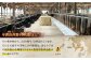 冷凍 牛肉 ブランド牛 和牛 長崎和牛 ロース モモ すき焼き しゃぶしゃぶ