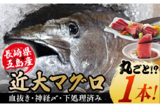 【海のダイヤ！近大マグロ そのまま1本お届け】長崎県 五島産 近大マグロ 丸ごと1本 40kg以上！ 鮮魚 赤身 大トロ 中トロ【ツナドリーム五島】 [PES001]