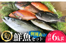五島列島直送！朝獲れ鮮魚セット6kg 鯛福丸水産/五島市 [PDP012]  魚 鮮魚 セット 海鮮 直送 さかな 詰合せ 冷蔵
