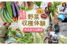 旬野菜の収穫体験 お土産の特典付 大人1人分 五島市/株式会社五島のやぁしゃ便 [PBG006] 野菜 やさい 収穫 体験