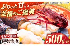 伊勢海老(活き) 500g　五島市/真栄丸 [PGR002]