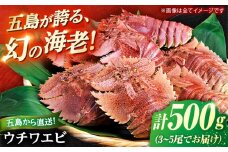 うちわ海老(活き) 500g（3〜5尾）　五島市/真栄丸 [PGR003]